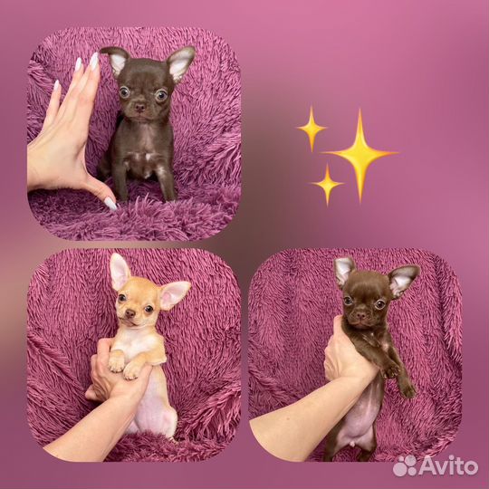 Девочки чихуашечки 2 мес