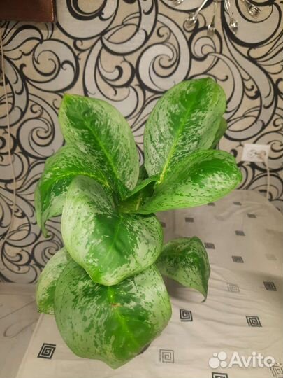 Аглаонемы сортовые. 10 карат. Голден Мадонна и др