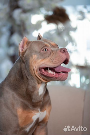 Американский булли xl, вязка