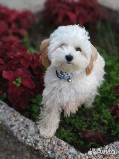 Щенок Мальтипу f1 очаровашка
