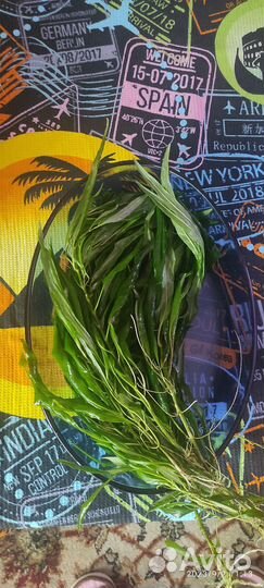 Аквариумные растения