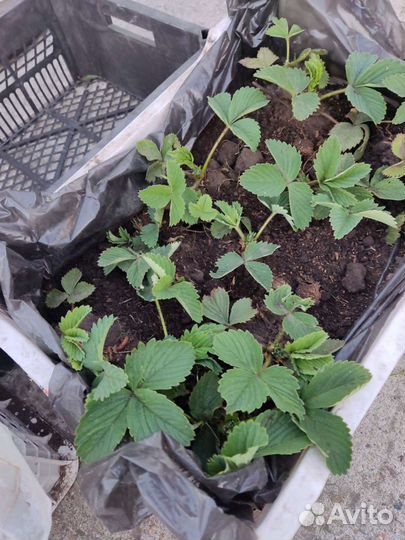 Рассада клубники