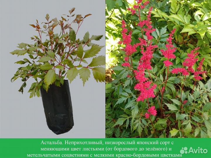 Астильба красная