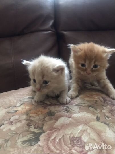Кошки в добрые руки