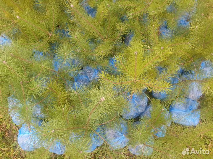 Саженцы сосны обыкновенной