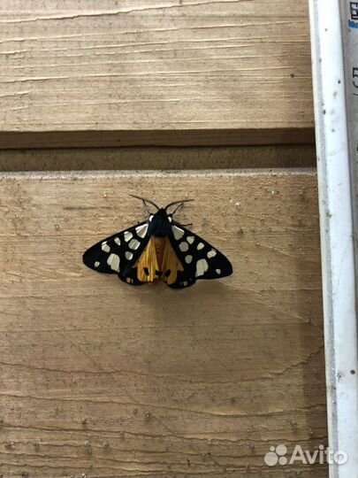 Коробка вещей