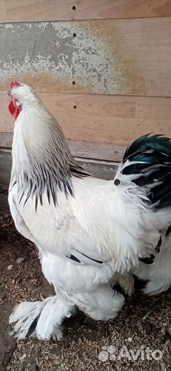 Куры петухи