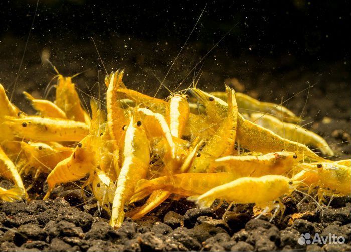 Креветки Амано, желтый неон, мхи