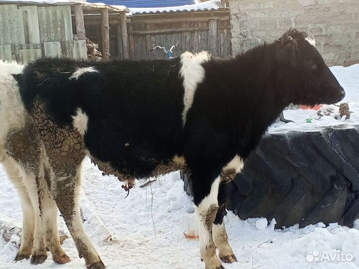 Бык и телочка 7 месяцев