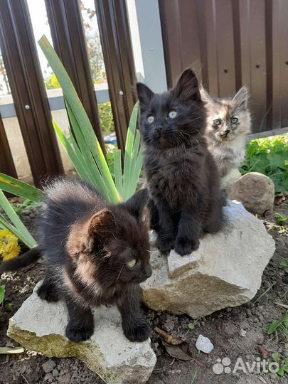 Котята отдам в добрые руки бесплатно