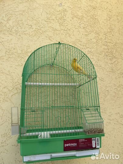 Поющий кенар