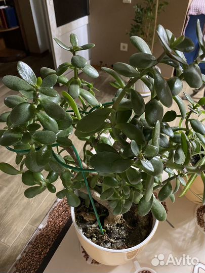 Толстянка, денежное дерево