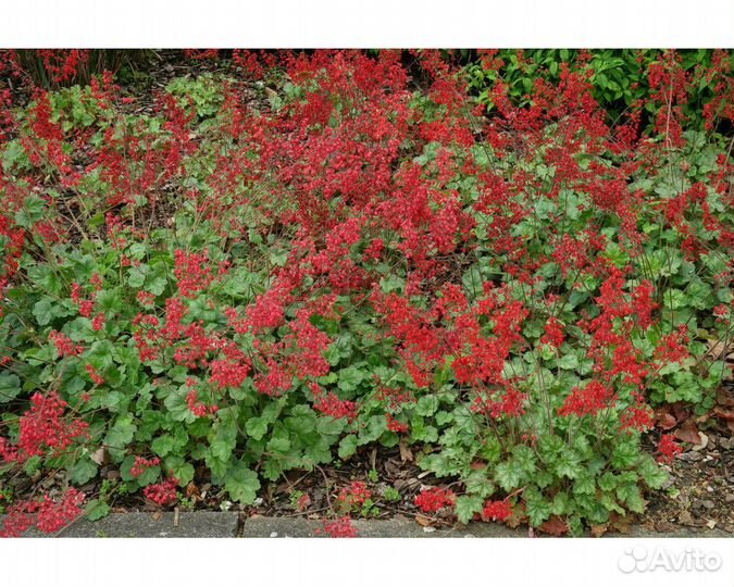 Гейхера кроваво-красная Coral Forest