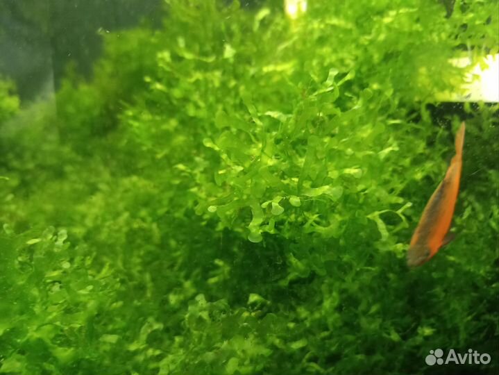 Мох моносолениум