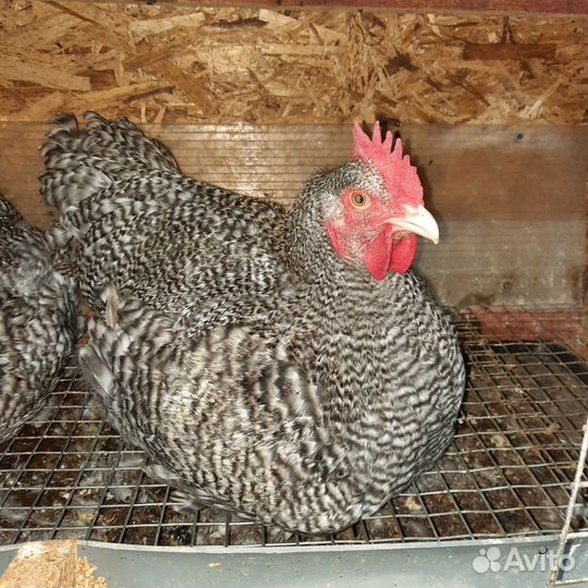 Куры и петухи брама, маран, форверк, малин