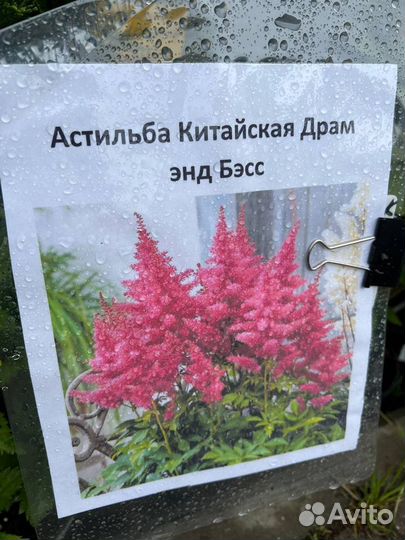 Многолетние цветы
