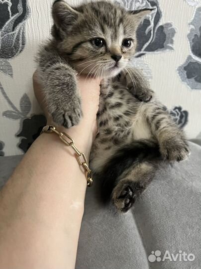 Шотландская