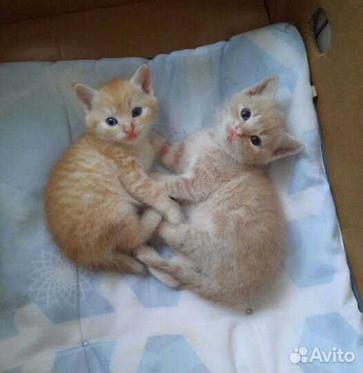Отдам котят в добрые руки 2 мальчика