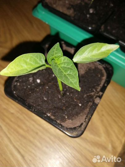 Перец болгарский рассада