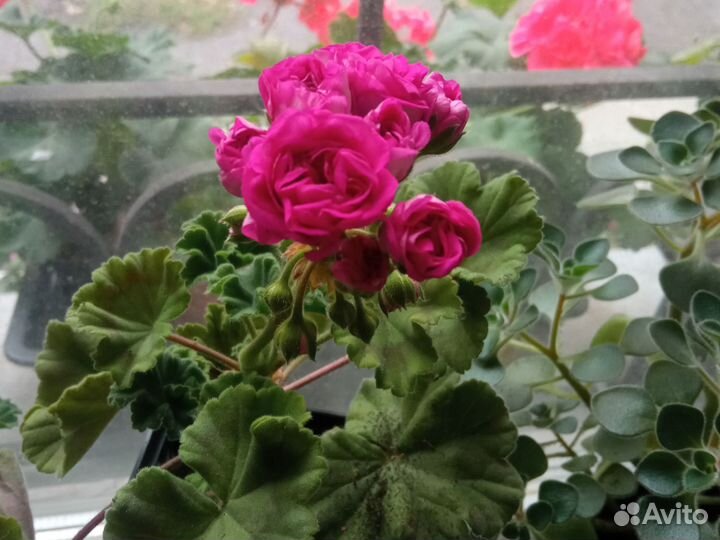 Пеларгония герань