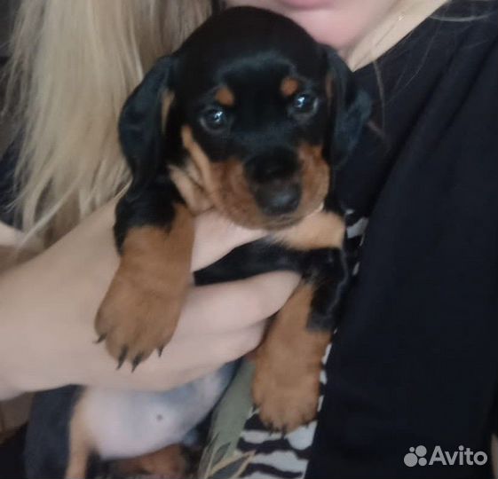 Щенки миниатюрной таксы