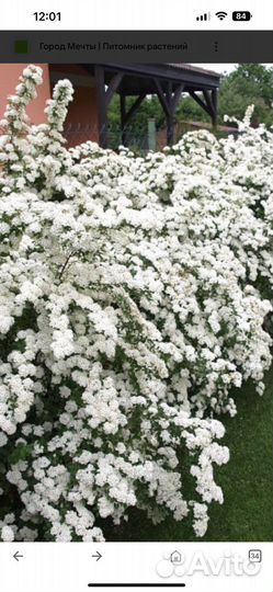 Спирея вангутта