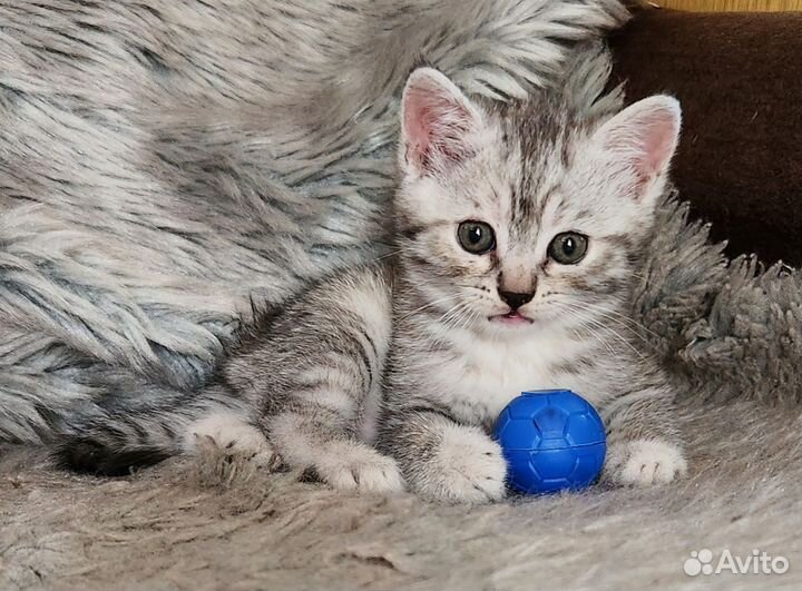 Шотландская кошечка