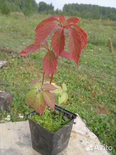 Девичий виноград в контейнере