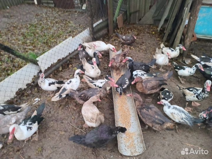 Домашние утки