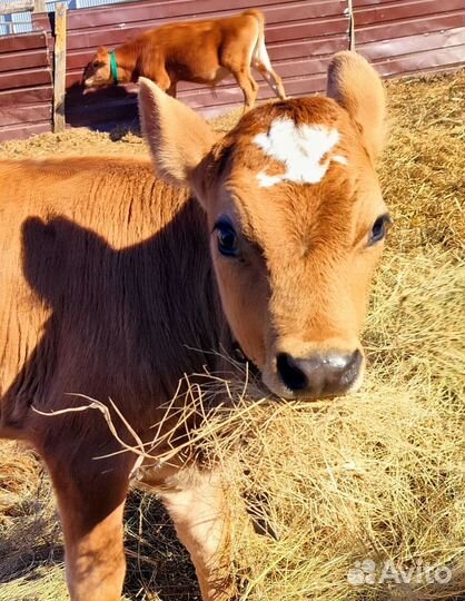 Телята джерси. Племенная пара