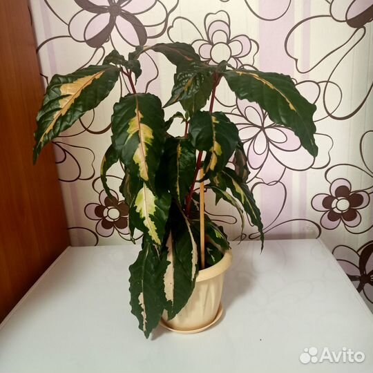 Комнатные цветы