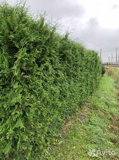 Туя брабант