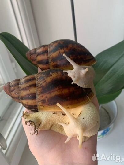 Улитки архахатины