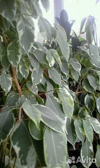 Цветы любимые