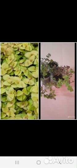 Осенний вальс