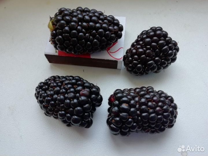 Ежевика Прайм Арк Фридом