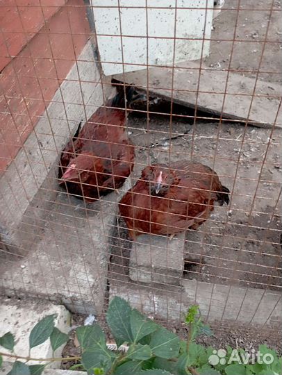 Куры молодки несушки