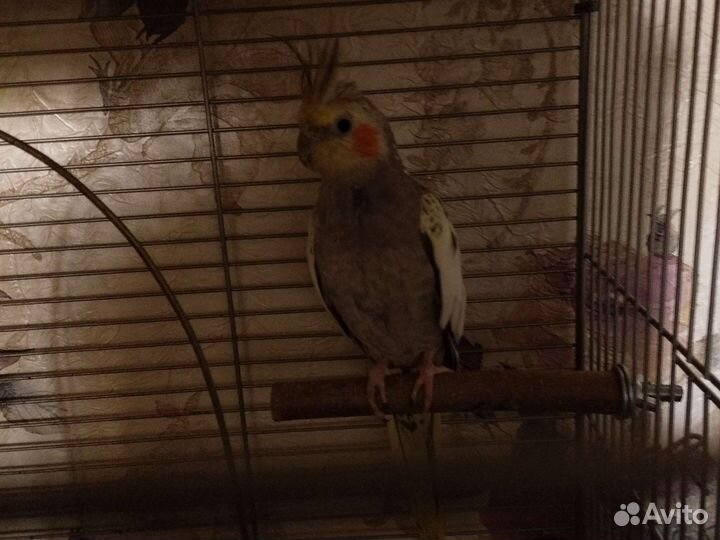 Попугай с клеткой