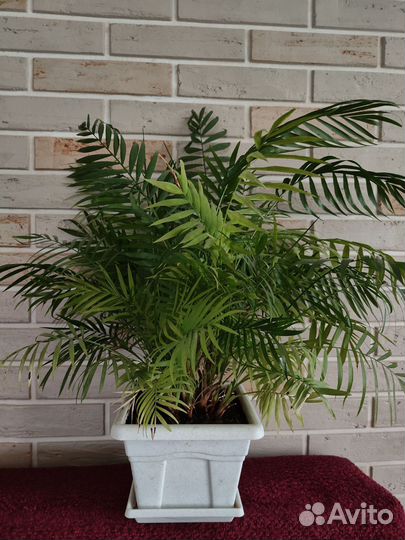 Комнатные цветы