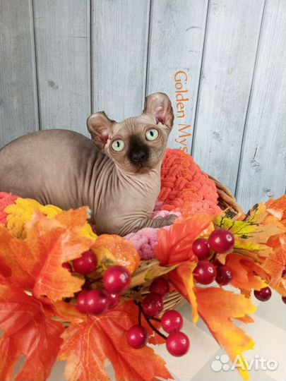 Сфинкс Двельф, Двэльф