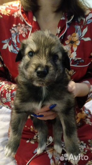 Собаки бесплатно в добрые руки щенки