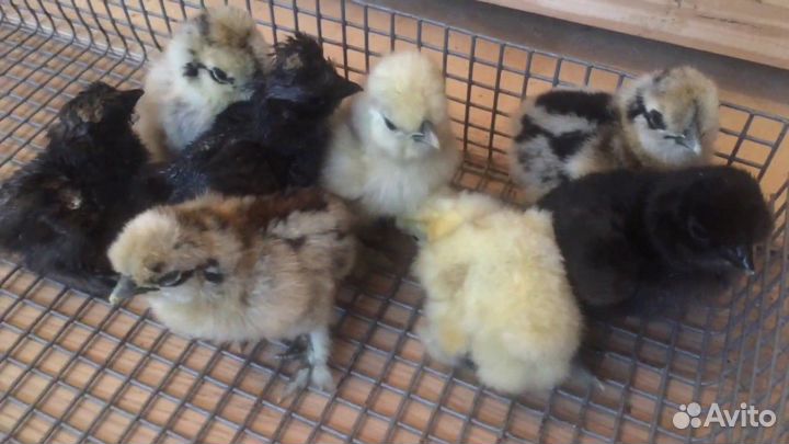 Китайские шелковые, Лакенфельдер цыплята