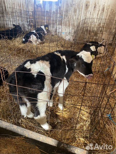 Крс.телята. Бычки