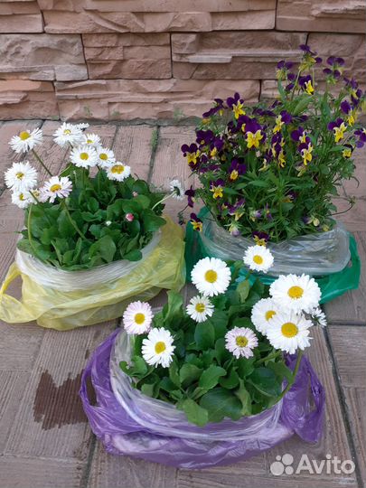 Маргаритки и виола