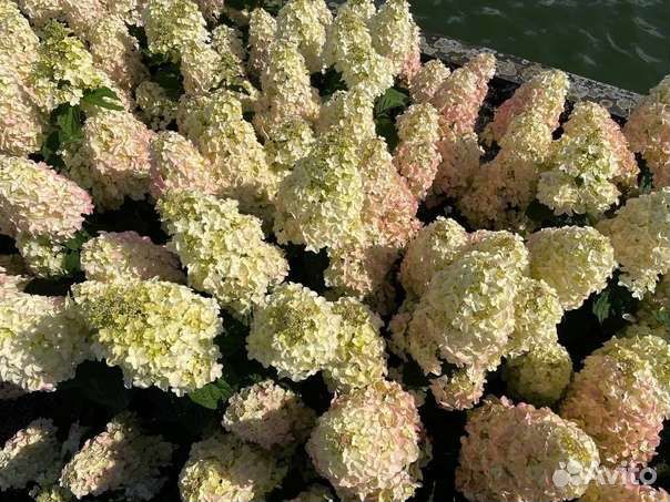 Гортензия Серия Би Bi