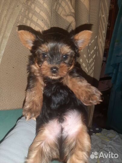 Йоркширский терьер мини