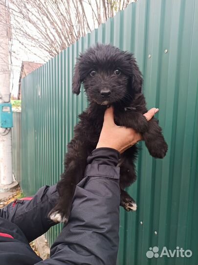 Щеночек девочка