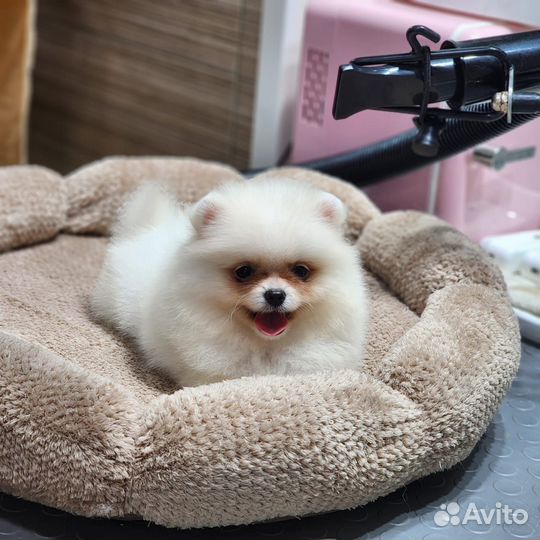 Белый померанский Шпиц