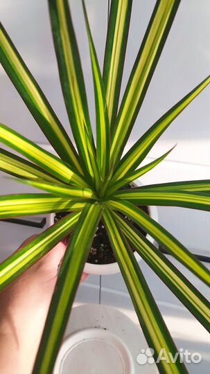 Бокарнея нолина, драцена, замиокулькас