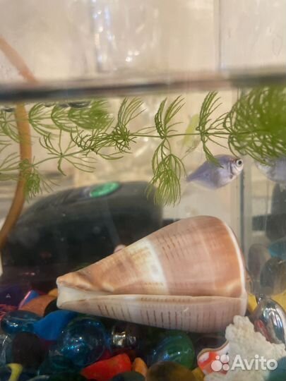 Аквариум с рыбками